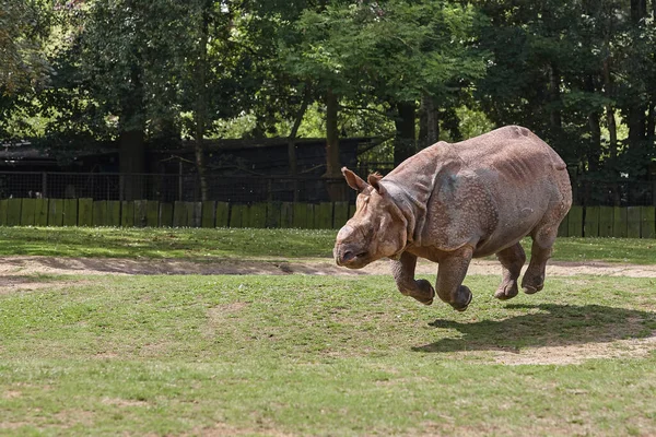 Running Neushoorn Drijvend Lucht — Stockfoto