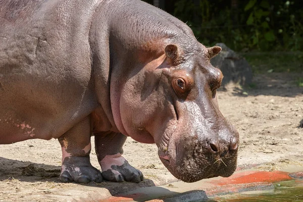 Hipopotam Pospolity Zoo — Zdjęcie stockowe