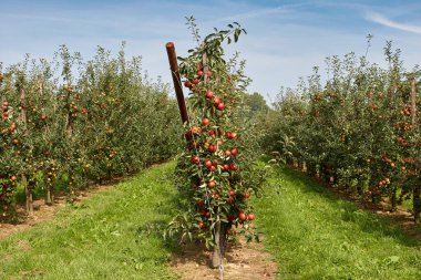 Düşük gövdeli elmalar hasat için hazır.