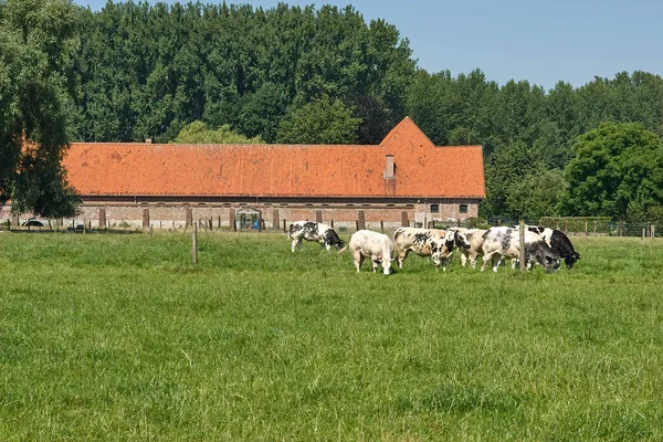 Boerderij Met Weide Voor Deur — Stockfoto