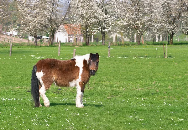 Pequeño Pony Marrón Blanco Prado Primavera —  Fotos de Stock