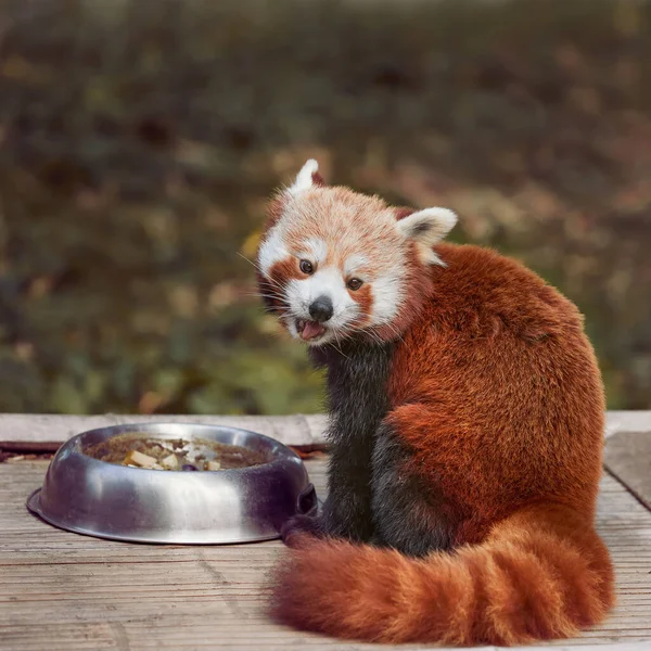 可爱的小红熊猫在动物园里吃东西 — 图库照片