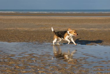 Kumsalda kumda koşan köpek.