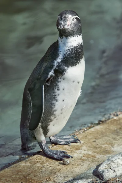 Humboldt Pingüino Aislado Cerca Contra Fondo Del Lago — Foto de Stock