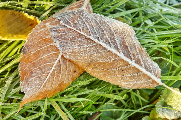 Frost leaf with ice in the grass