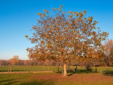Flaman Ardennes Flanders Belçika 'da, ılık sonbahar güneşinde ceviz ağacı mavi gökyüzüne karşı
