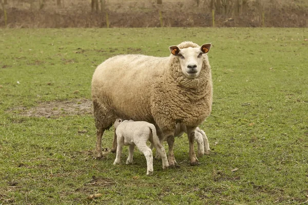 Vit Flamländsk Tacka Med Lamm Diande Ängen — Stockfoto