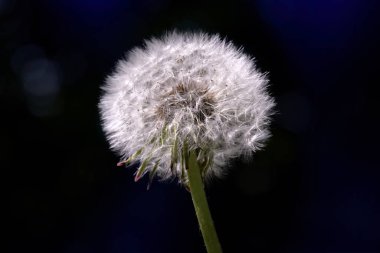 Karahindiba tohumunun başını kapatın.