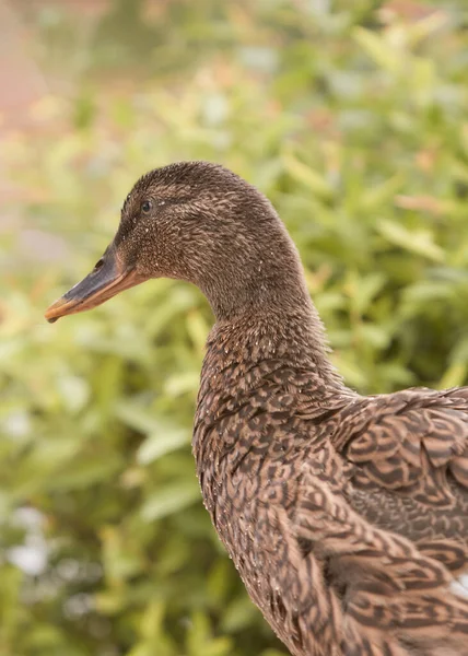 Close Ducking Mixed Breed Indian Runner Duck Mallard — Stock Photo, Image