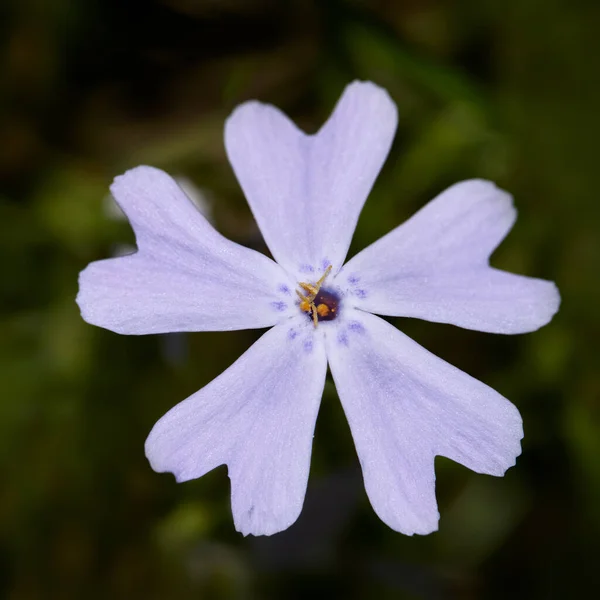 Primer Plano Una Silene Acaulis Pequeña Flor Púrpura —  Fotos de Stock