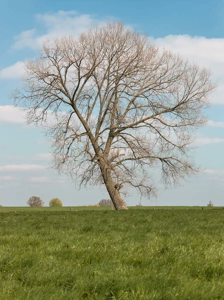 春天里孤零零的树木 — 图库照片