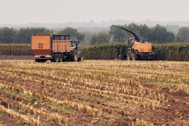 Flaman Ardennes Belçika 'da mısır hasadı