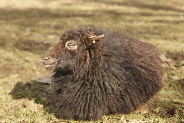 Çayırda Dinlenen Siyah Dişi Koyun — Stok fotoğraf