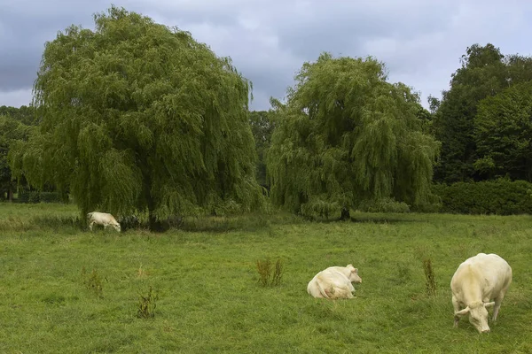 Landschap Met Koeien Weide Achtergrond Van Bomen Onder Grijze Lucht — Stockfoto