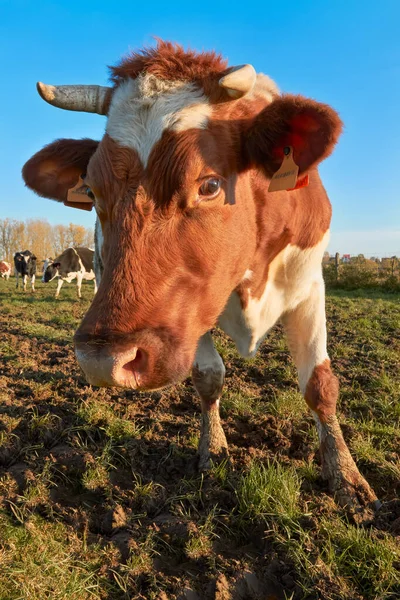 Nahaufnahme Einer Milchkuh Warmen Herbstlicht — Stockfoto