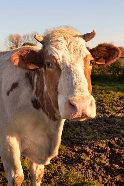 Close Vaca Leiteira Luz Quente Outono — Fotografia de Stock