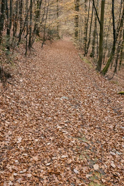 Route Forêt Remplie Feuilles Brunes Automne — Photo