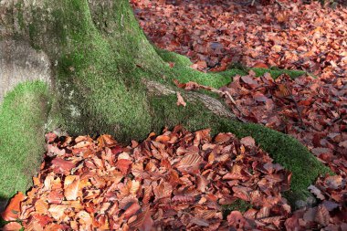 Sonbaharda yosunlu bir ağacın kökünün ayrıntılı görünümü