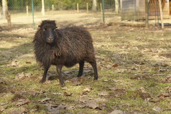 Çayırda Dişi Siyah Bir Koyun Var — Stok fotoğraf
