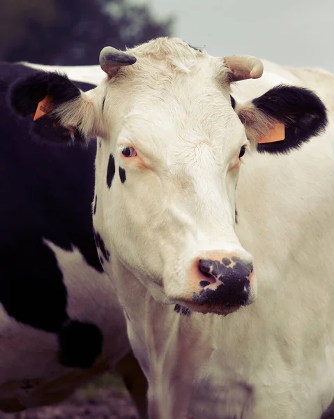 Retrato Una Vaca Lechera Belga —  Fotos de Stock