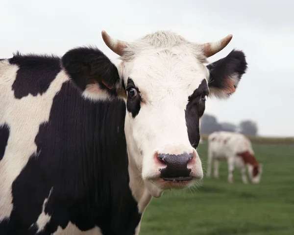 Close Belgian Milk Cow Stock Image