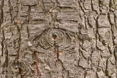 Ağacın kabuğunun dokusunu kapat