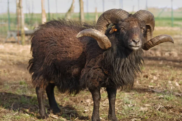 Male black ouessant sheep with big horns