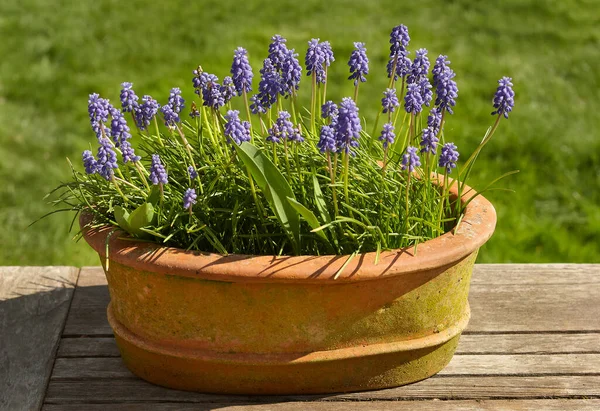 Muscari Ermeniacum Çiçek Mavisi Gün ışığında saksıda üzüm
