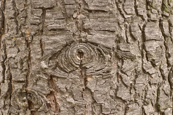 Ağacın kabuğunun dokusunu kapat