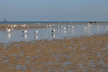 Kışın martılarla Belçika kıyıları 