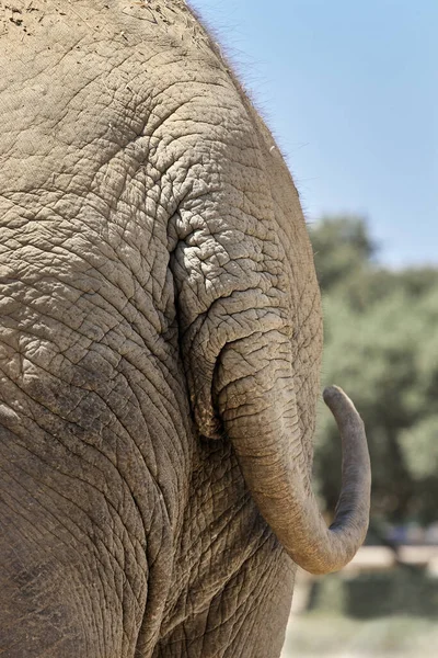 Primo Piano Della Coda Elefante — Foto Stock