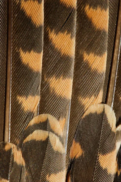 Detail Makroaufnahme Der Feder Eines Waldschnepfens — Stockfoto