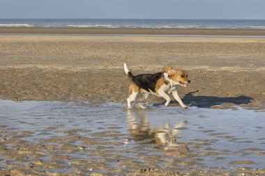 Köpek boş bir sahilde koşuyor.