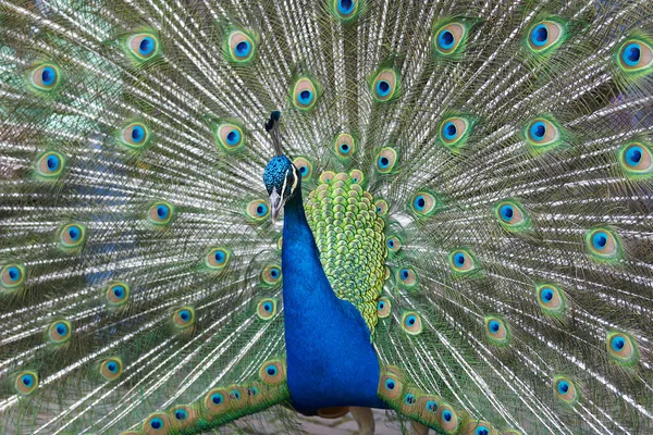 Close Peacock Open Wings — Stock Photo, Image