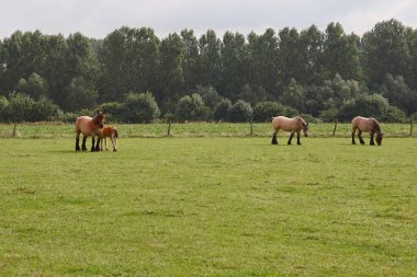 Yaşlı Flaman atı çayırda ürer.