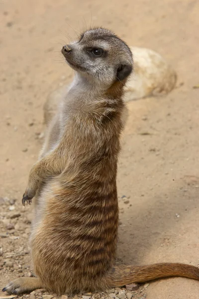 Μόνιμη Meercat Απομονωμένη Κατά Του Εδάφους — Φωτογραφία Αρχείου