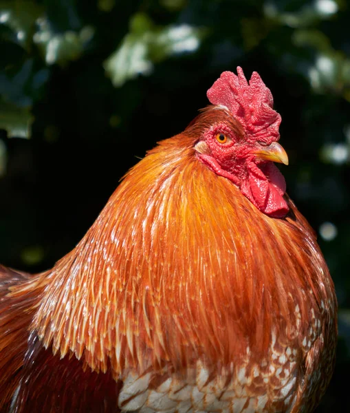 Fechar Cabeça Galo Vermelho — Fotografia de Stock