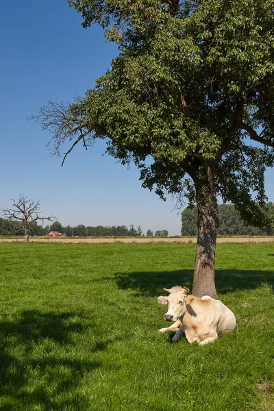 Корова Відпочиває Під Деревом Лузі — стокове фото