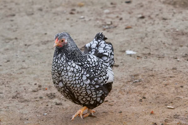 Primer Plano Pollo Plymouth Rock —  Fotos de Stock