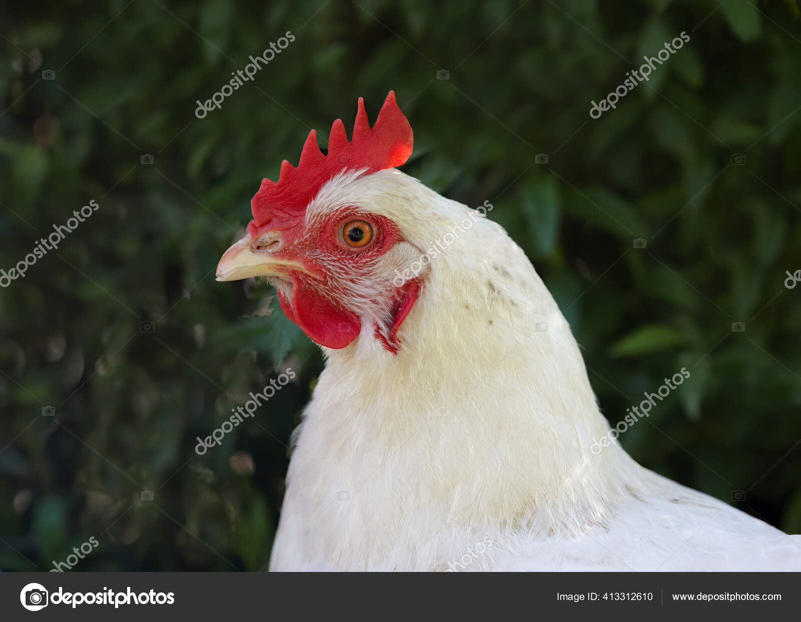 Kepala Ayam Merah Stok Foto Kepala Ayam Merah Gambar Bebas Royalti Halaman 10 Depositphotos
