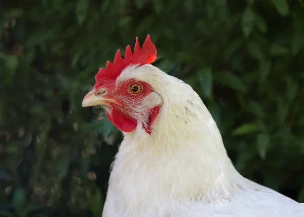 Egy Fehér Csirke Portréja Kertben — Stock Fotó