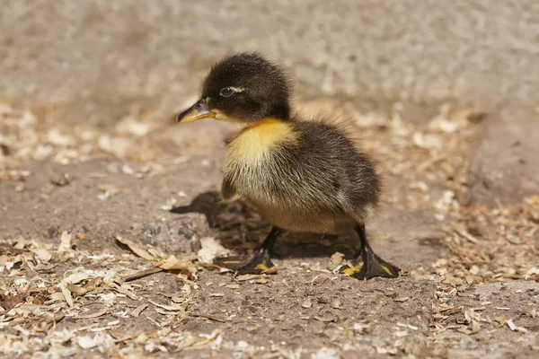 新しい生まれアヒルの混合品種マガモとインドのランナーアヒル — ストック写真