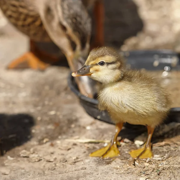 New born duckling mixed breed mallard and Indian runner duck