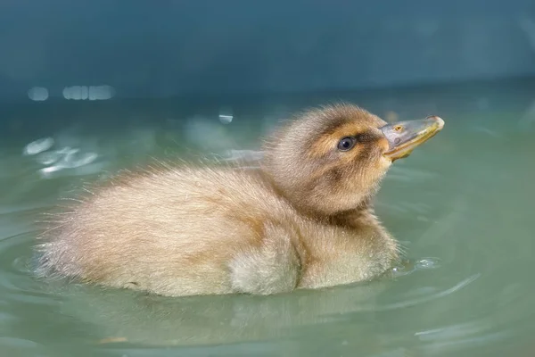 Patinho Recém Nascido Misto Mallard Raça Pato Corredor Indiano — Fotografia de Stock