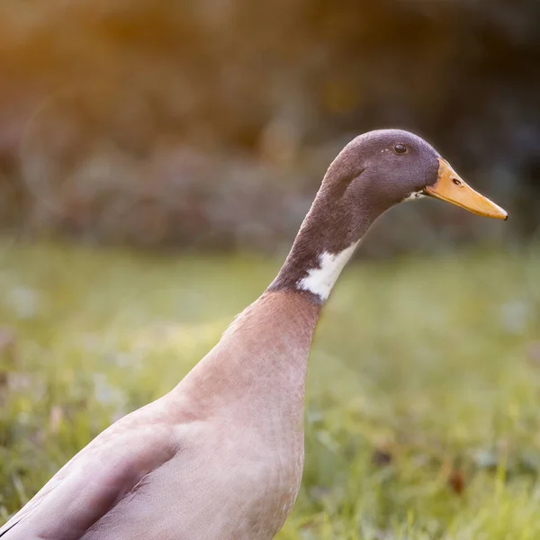 Male brown Indian runner duck in a garden