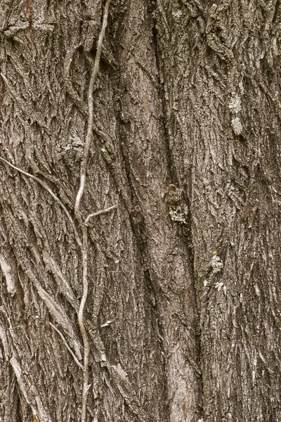 Textura Casca Uma Árvore — Fotografia de Stock