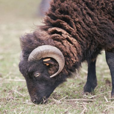 Genç siyah erkek, koyun gibi.