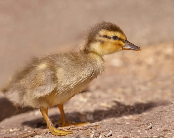 Newly born duckling mixed breed Indian runner duck and mallard