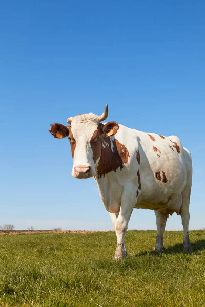 Vaca Leiteira Com Chifre — Fotografia de Stock