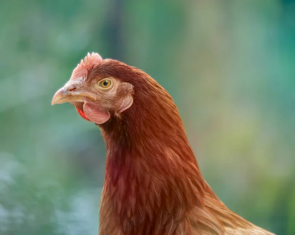 Közelkép Barna Csirkéről Homályos Háttérrel — Stock Fotó